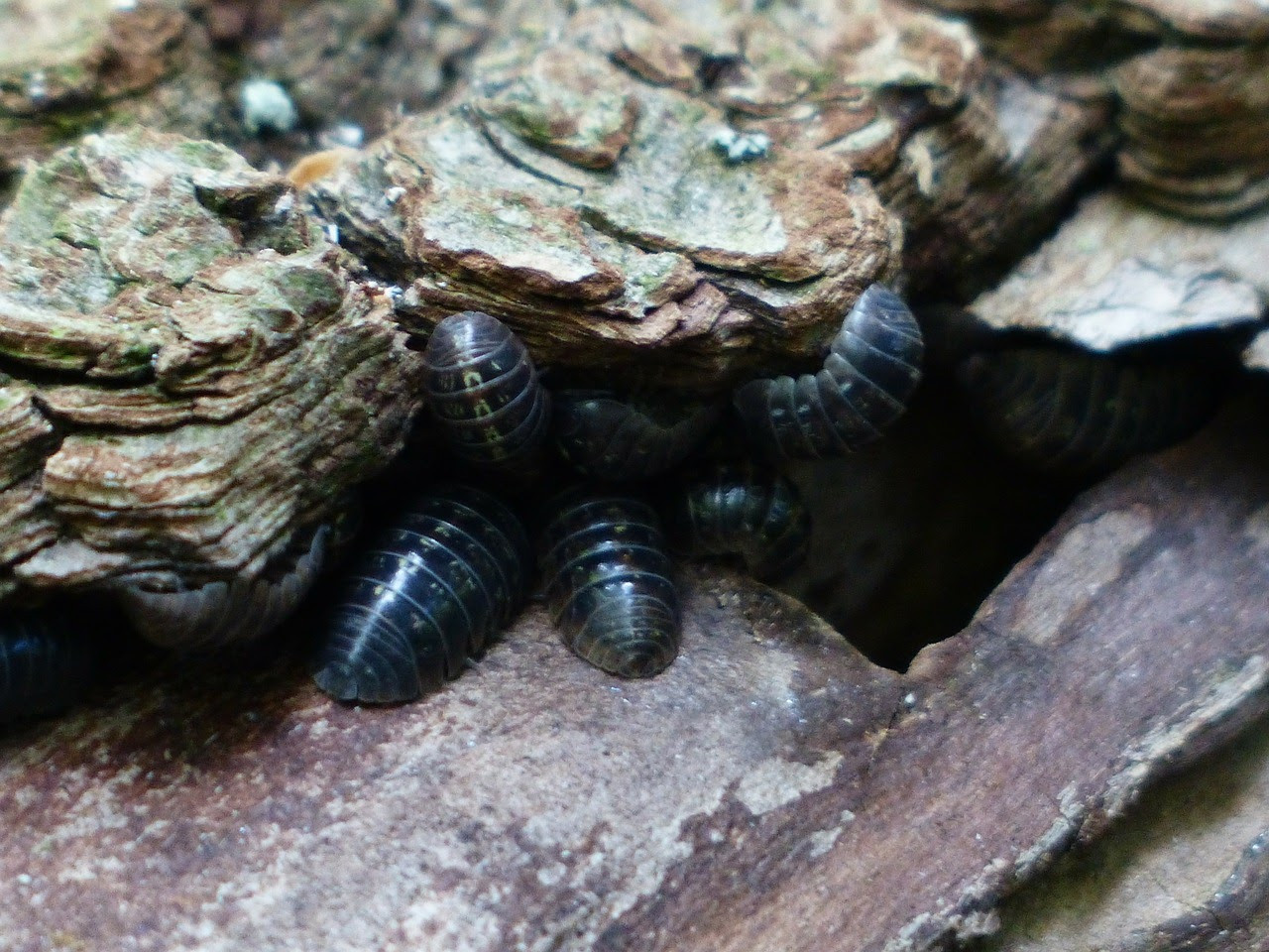 woodlice 167261 1280 (1)