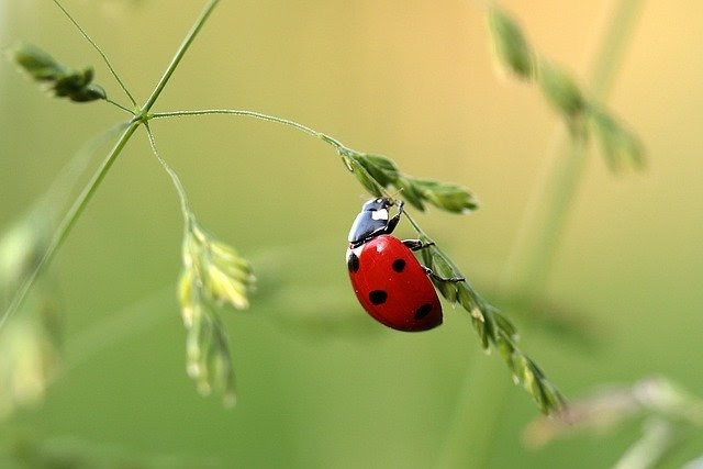 ladybug 1480102 640 (1)