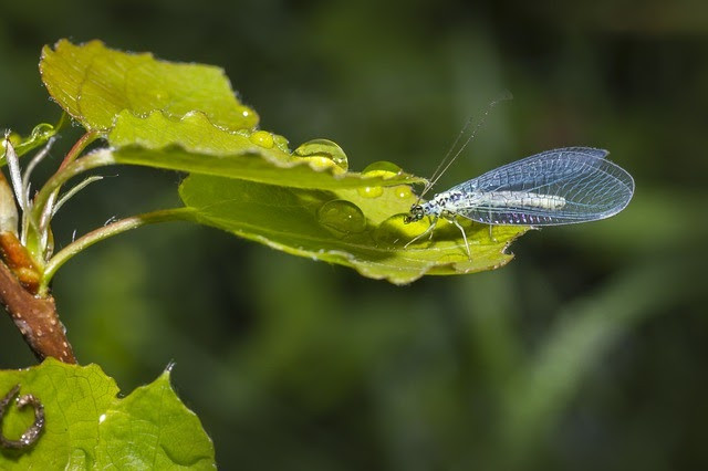 green lacewings 4808772 640 (1)