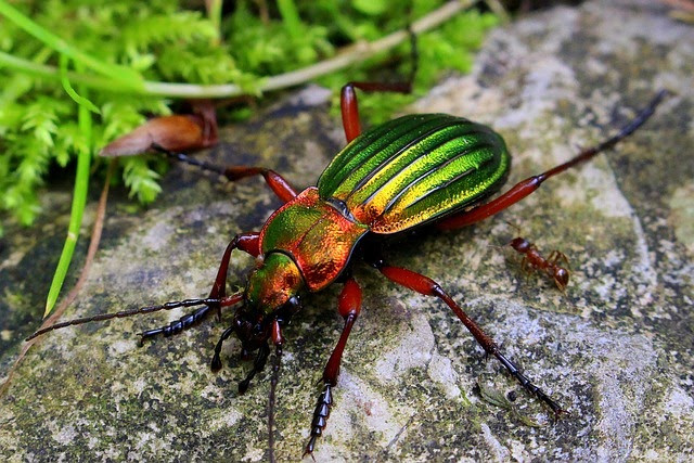 beetle 1432943 640 (1)
