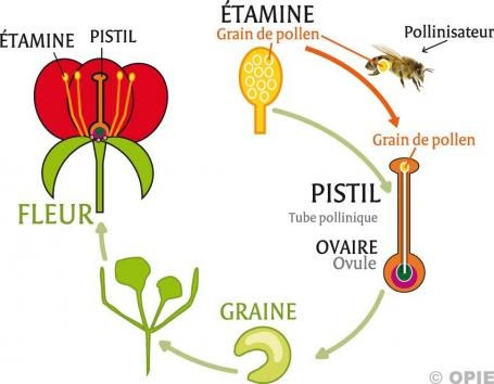 schema pollinisation