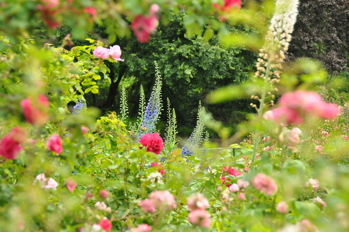 Les activités de jardinage du renard noir