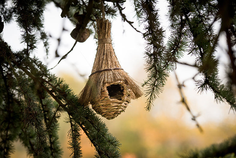 Nourrir les oiseaux en hiver - SPA de Lyon et du Sud-Est